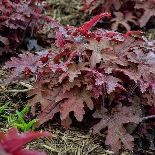 Heuchera Red Rover Perene butași trandafiri de grădină