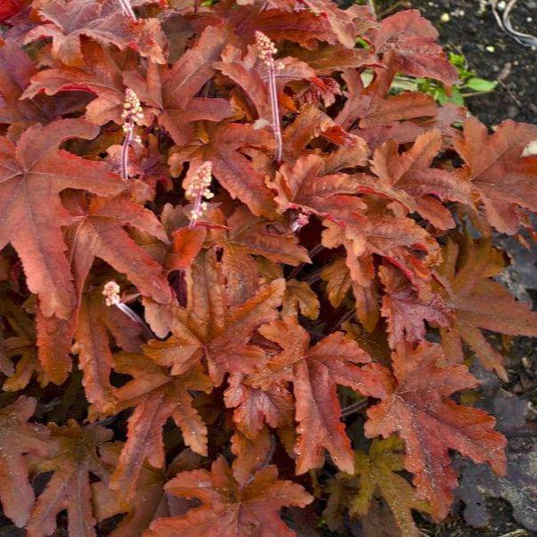 Heuchera Red Rover Perene butași trandafiri de grădină