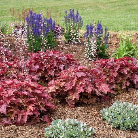 Heuchera Red Rover Perene butași trandafiri de grădină