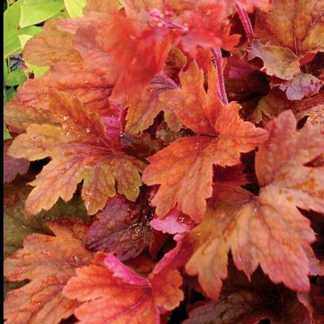 Heuchera Sweet Tea Perene butași trandafiri de grădină