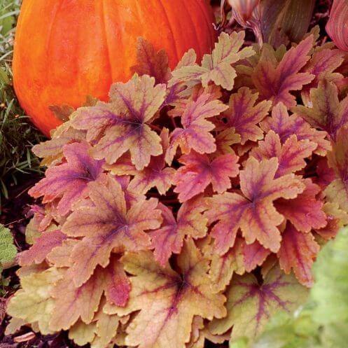 Heuchera Sweet Tea Perene butași trandafiri de grădină