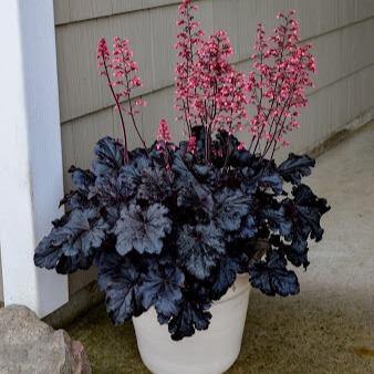 Heuchera Timeless Night Perene butași trandafiri de grădină