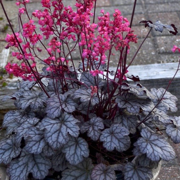 Heuchera Timeless Treasure Plants butași trandafiri de grădină