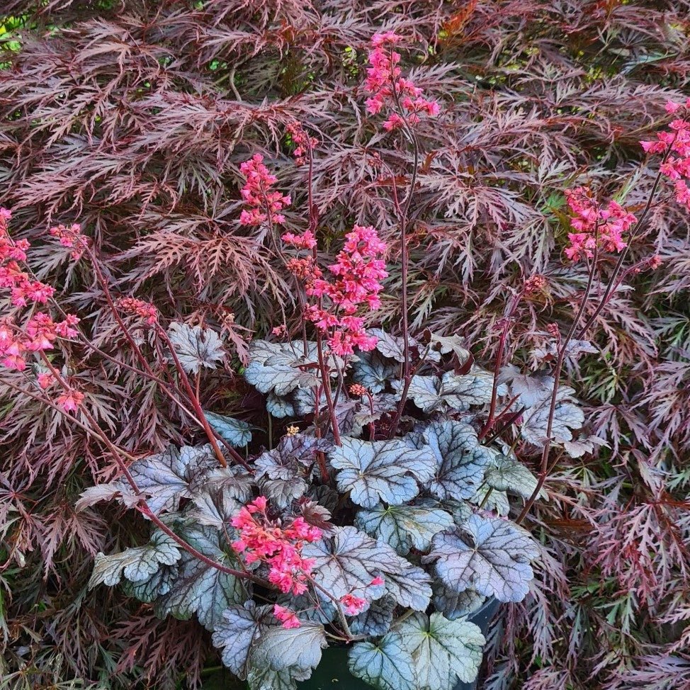 Heuchera Timeless Treasure Plants butași trandafiri de grădină