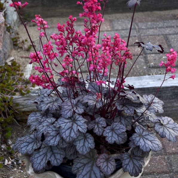 Heuchera Timeless Treasure Plants butași trandafiri de grădină
