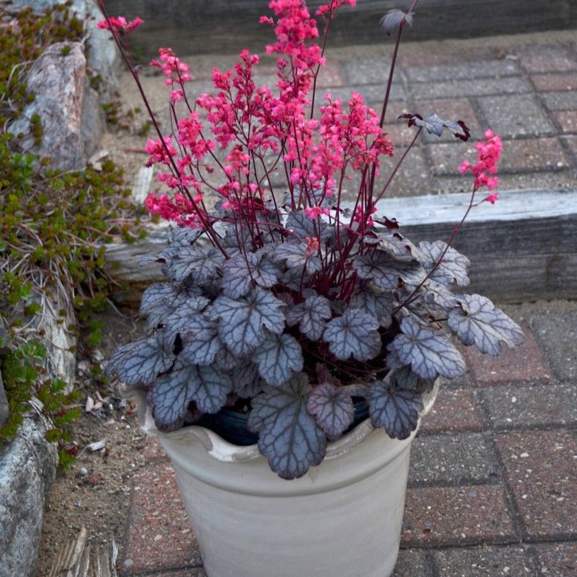 Heuchera Timeless Treasure Plants butași trandafiri de grădină