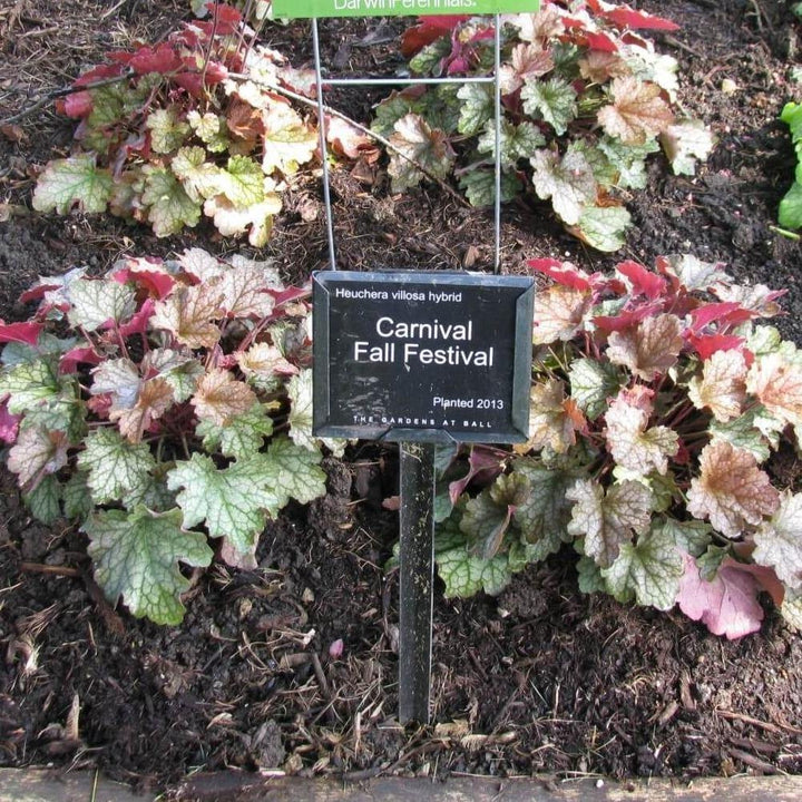 Heuchera Villosa Carnival Fall Festival Perene butași trandafiri de grădină