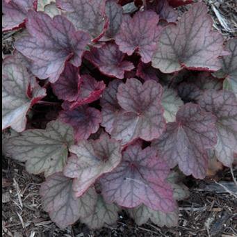 Heuchera Villosa Carnival Rose Granita Perene butași trandafiri de grădină