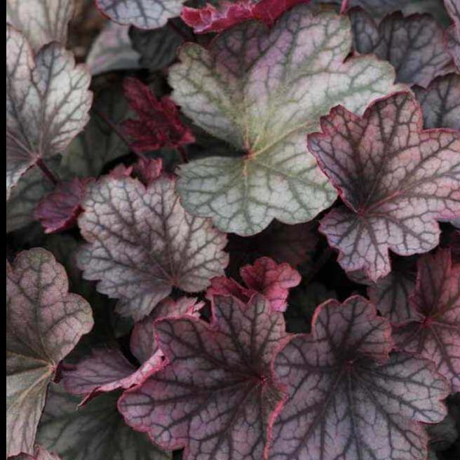 Heuchera Villosa Carnival Rose Granita Perene butași trandafiri de grădină