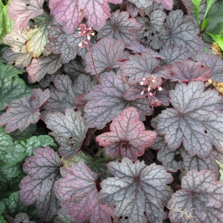 Heuchera Villosa Carnival Rose Granita Perene butași trandafiri de grădină