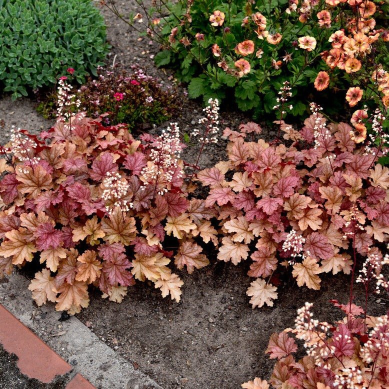 Heuchera World Cafe Amaretto Pants butași trandafiri de grădină