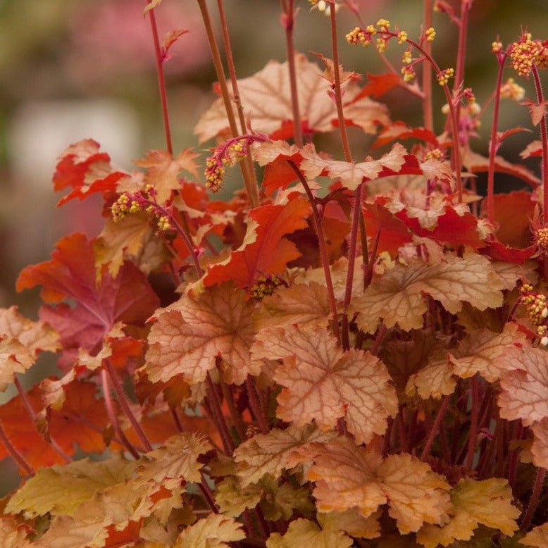 Heuchera World Cafe Amaretto Pants butași trandafiri de grădină