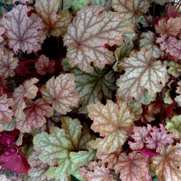 Heuchera World Cafe Amaretto Pants butași trandafiri de grădină