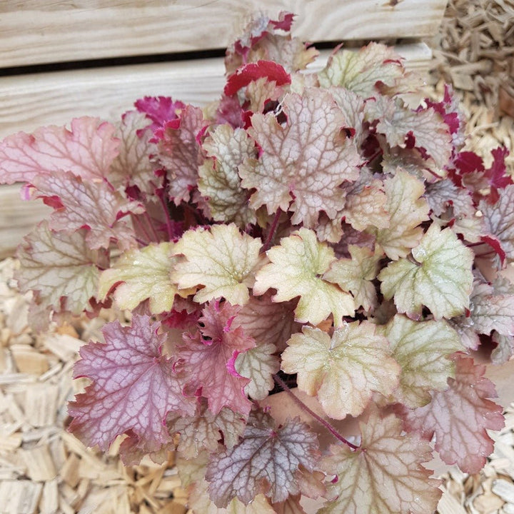 Heuchera World Cafe Amaretto Pants butași trandafiri de grădină