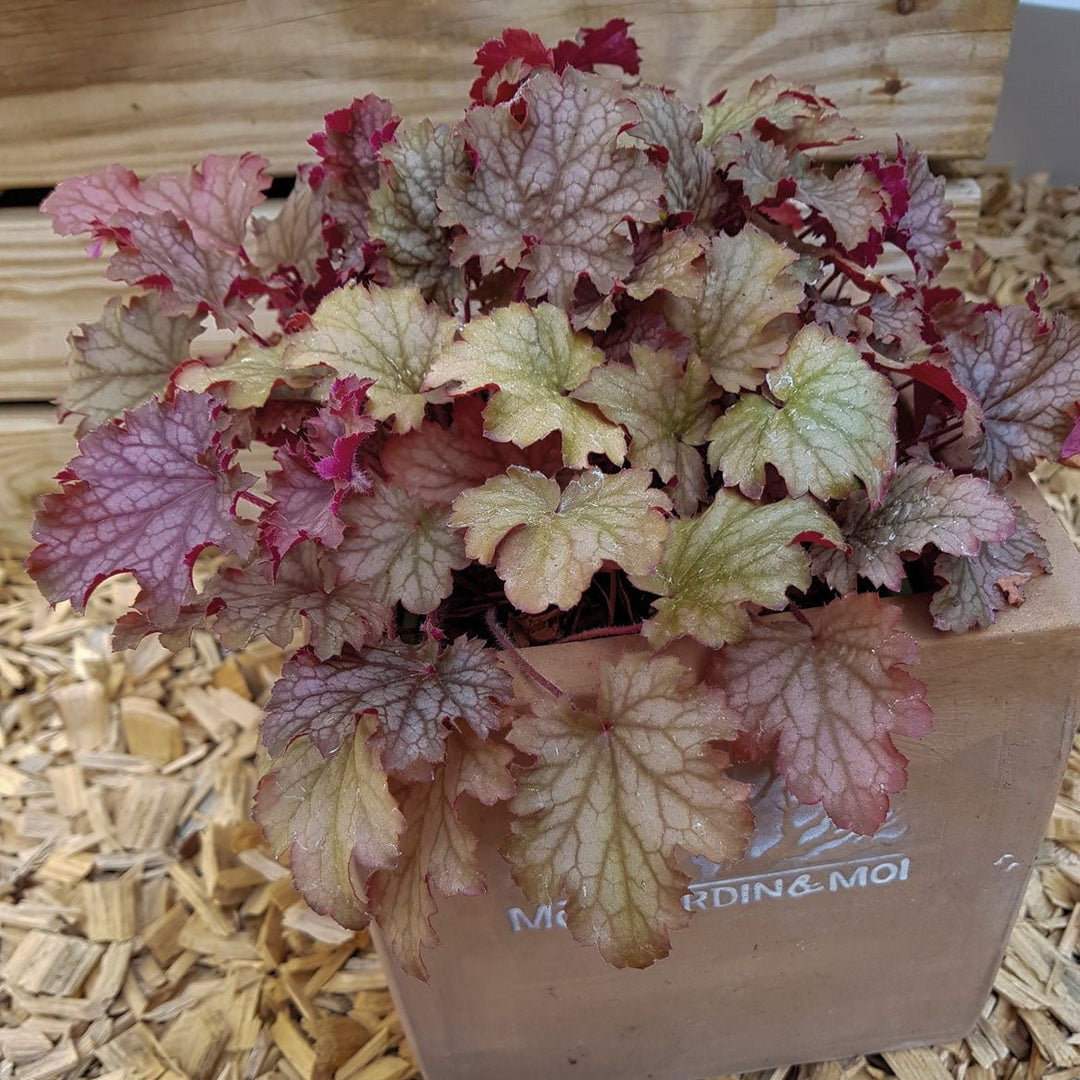 Heuchera World Cafe Amaretto Pants butași trandafiri de grădină