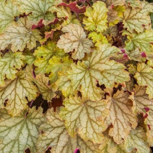 Heuchera World Cafe Amaretto Pants butași trandafiri de grădină