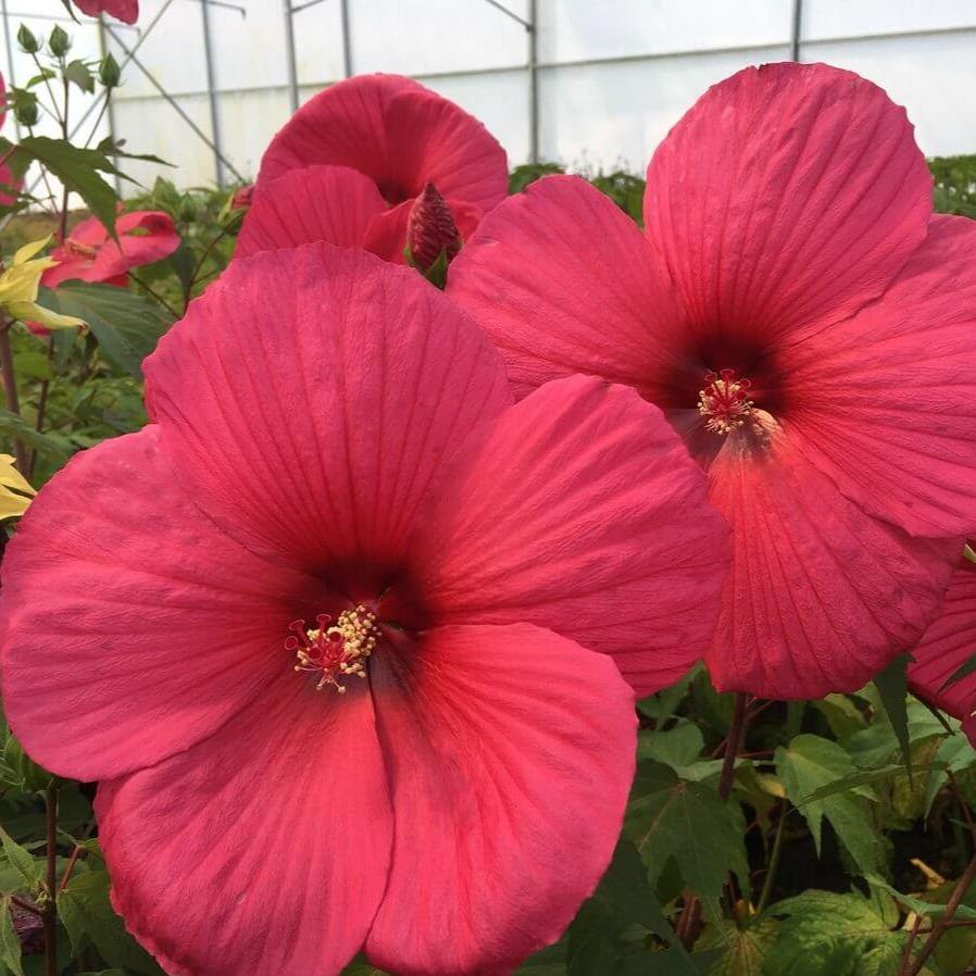 Hibiscus Moscheutos Griotte Tangri Perene butași trandafiri de grădină