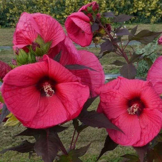 Hibiscus Moscheutos Griotte Tangri Perene butași trandafiri de grădină