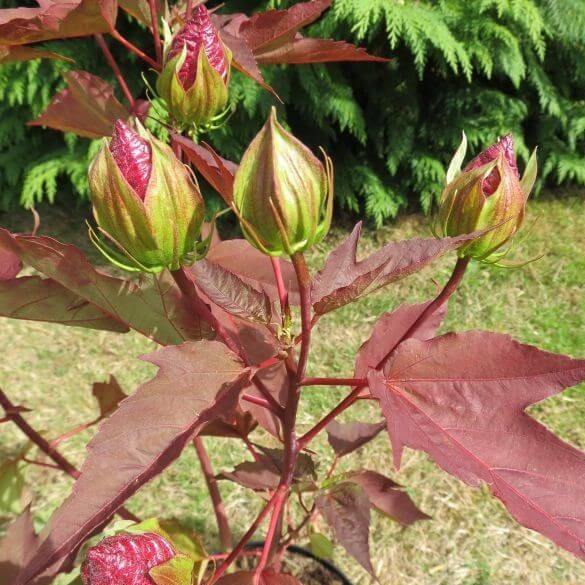 Hibiscus Moscheutos Griotte Tangri Perene butași trandafiri de grădină