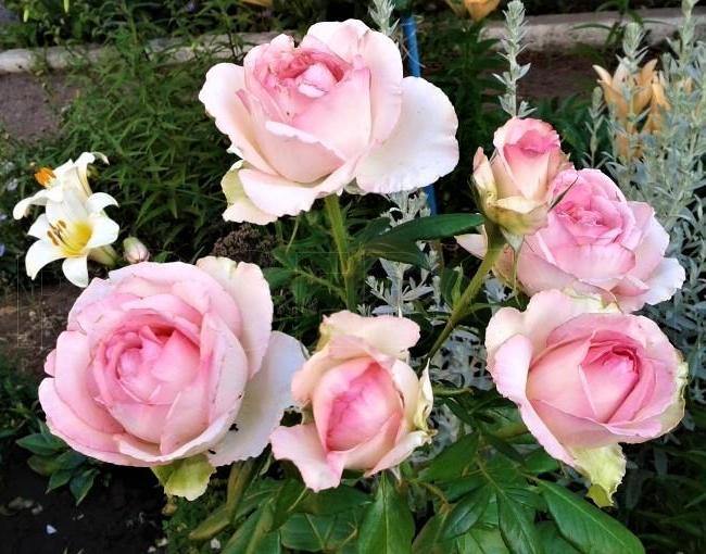 Honore de Balzac Butasi trandafiri de gradina butași trandafiri de grădină