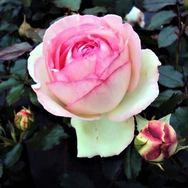 Honore de Balzac Butasi trandafiri de gradina butași trandafiri de grădină