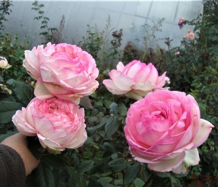 Honore de Balzac Butasi trandafiri de gradina butași trandafiri de grădină