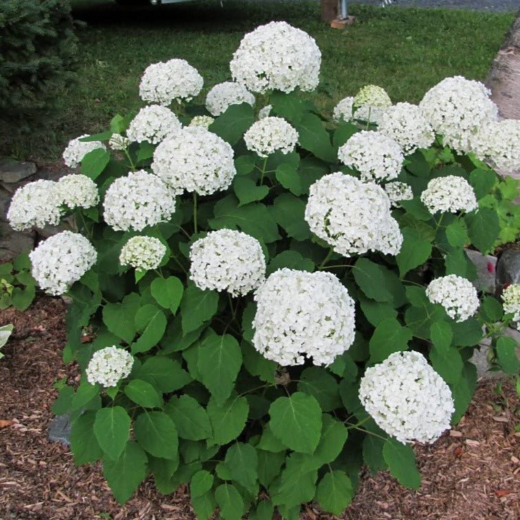 Hortensie Annabelle Plants butași trandafiri de grădină