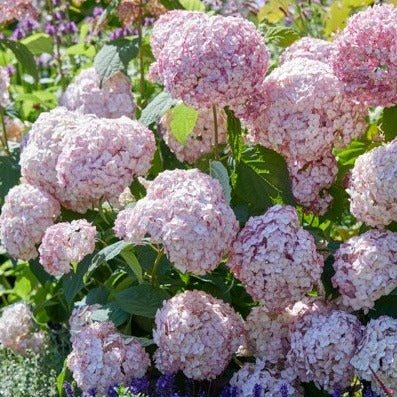 Hortensie Arborescens Bubblegum Plants butași trandafiri de grădină