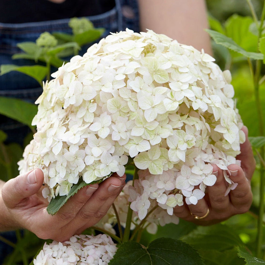 Hortensie Arborescens Marshmallow Plants butași trandafiri de grădină