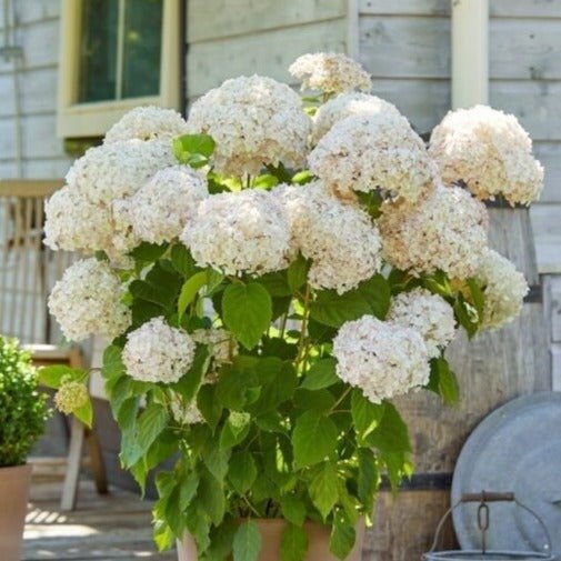 Hortensie Arborescens Marshmallow Plants butași trandafiri de grădină