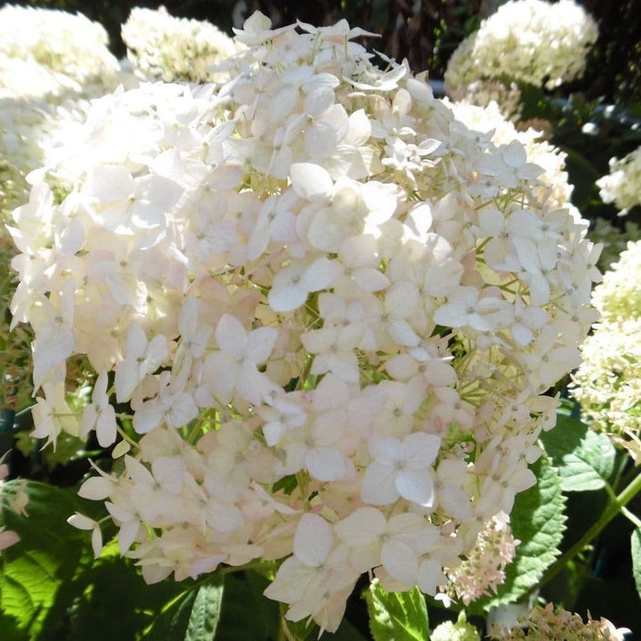 Hortensie Arborescens Marshmallow Plants butași trandafiri de grădină