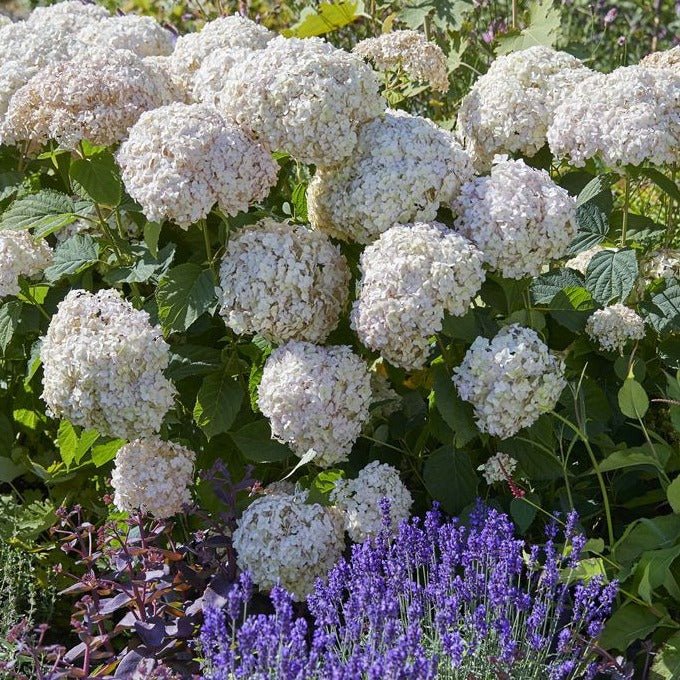 Hortensie Arborescens Marshmallow Plants butași trandafiri de grădină