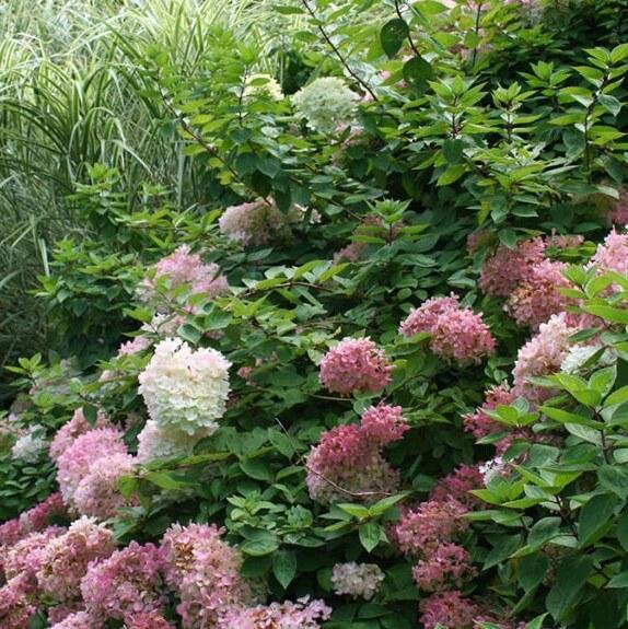 Hortensie Paniculata Living Summer Love Perene butași trandafiri de grădină