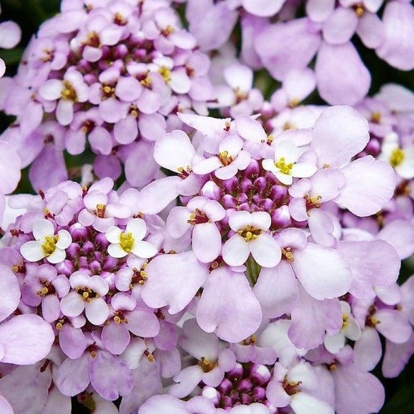 Iberis Pink Ice Plants butași trandafiri de grădină