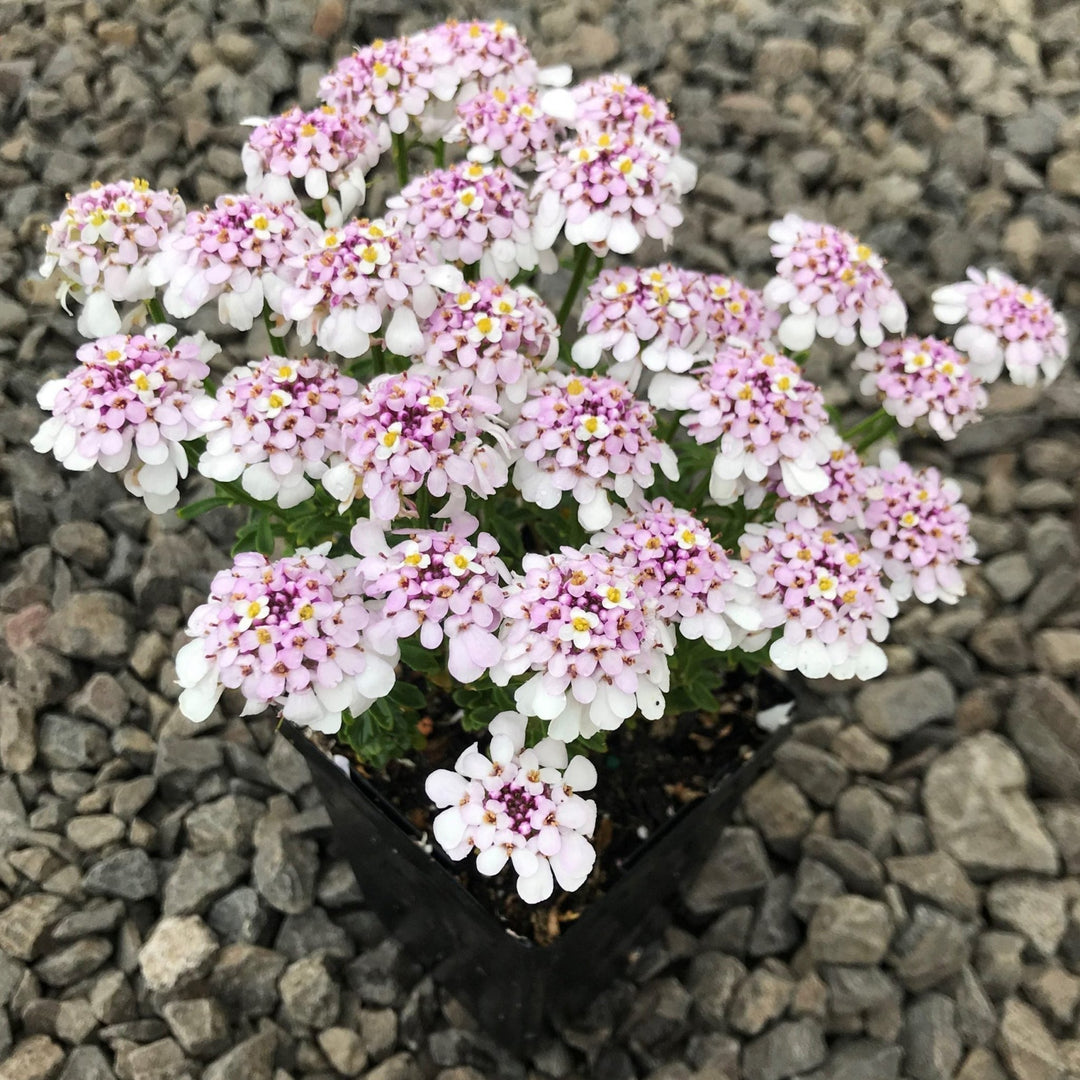 Iberis Pink Ice Plants butași trandafiri de grădină