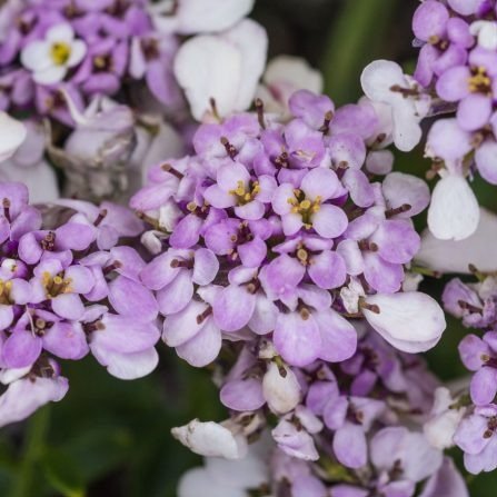 Iberis Pink Ice Plants butași trandafiri de grădină