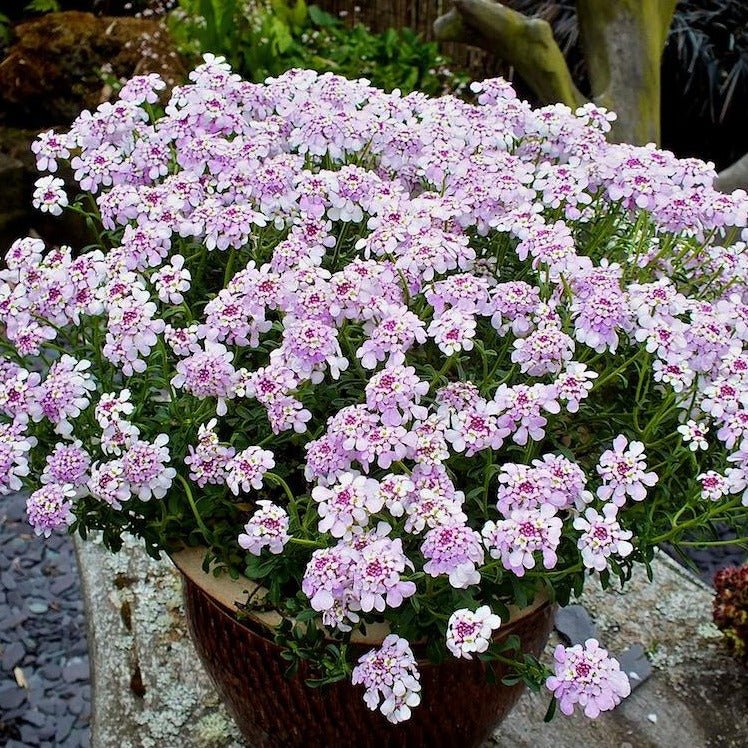 Iberis Pink Ice Plants butași trandafiri de grădină
