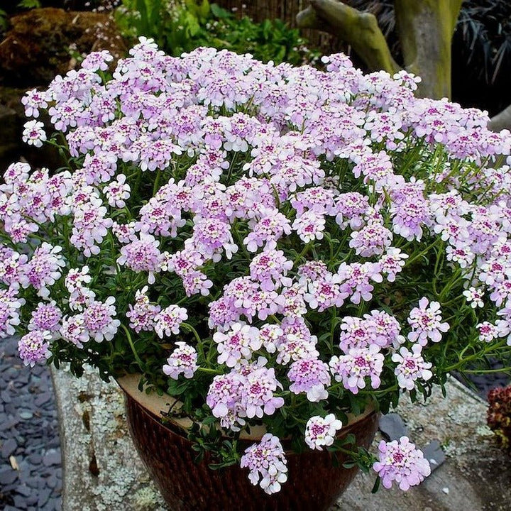Iberis Pink Ice Plants butași trandafiri de grădină