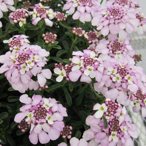 Iberis Pink Ice Plants butași trandafiri de grădină