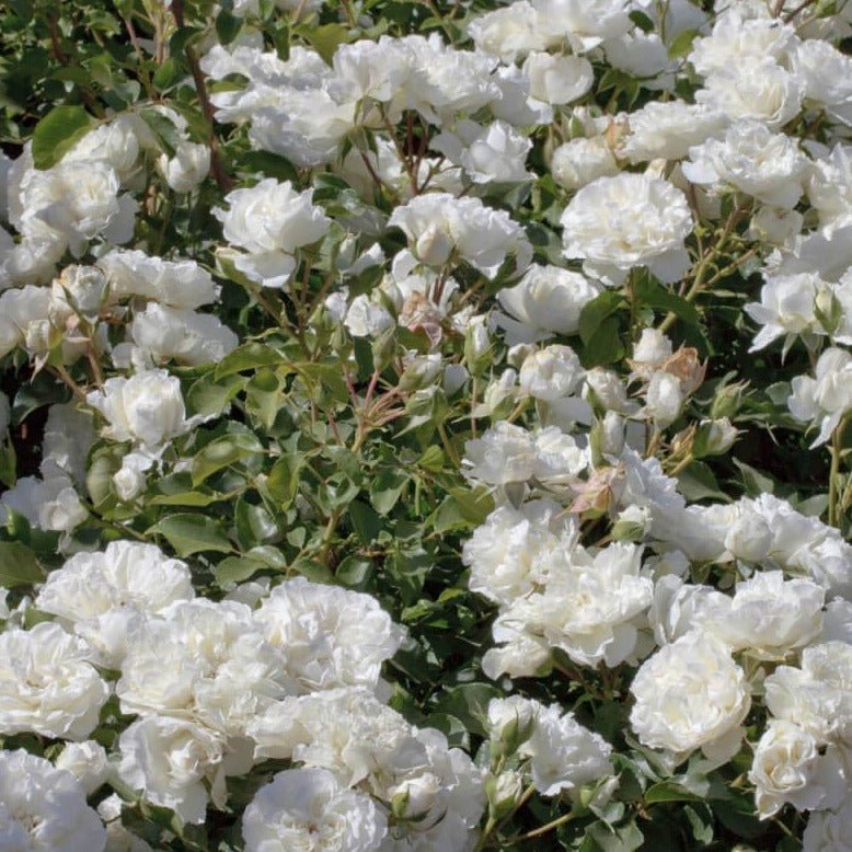 Ice Meillandecor Butasi trandafiri de gradina butași trandafiri de grădină