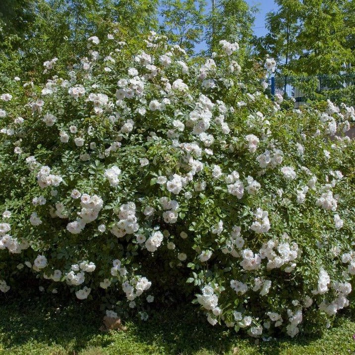 Ice Meillandecor Butasi trandafiri de gradina butași trandafiri de grădină