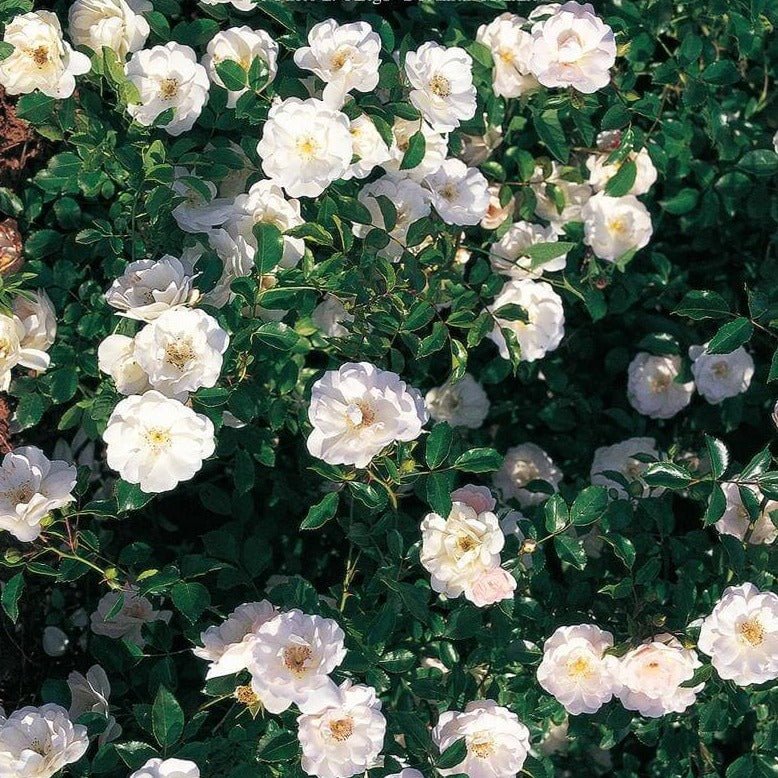 Ice Meillandecor Butasi trandafiri de gradina butași trandafiri de grădină