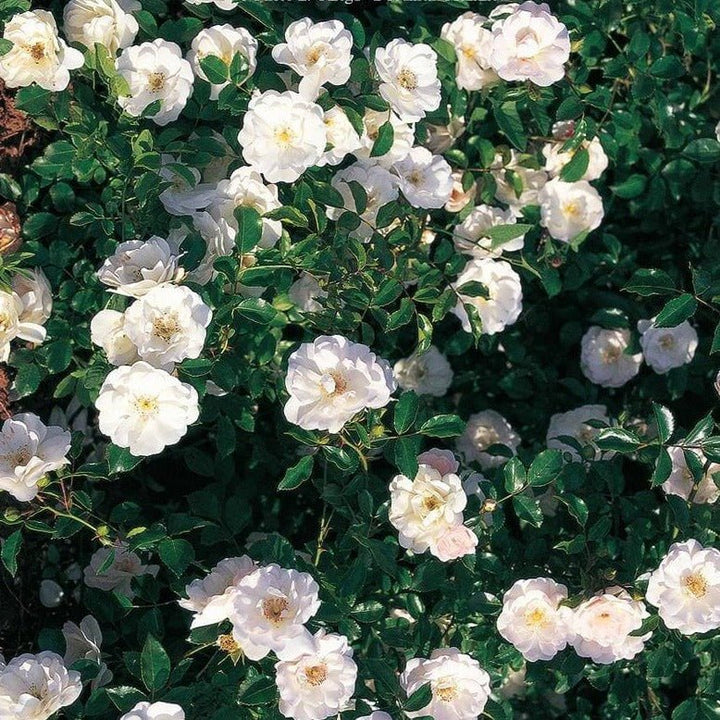 Ice Meillandecor Butasi trandafiri de gradina butași trandafiri de grădină