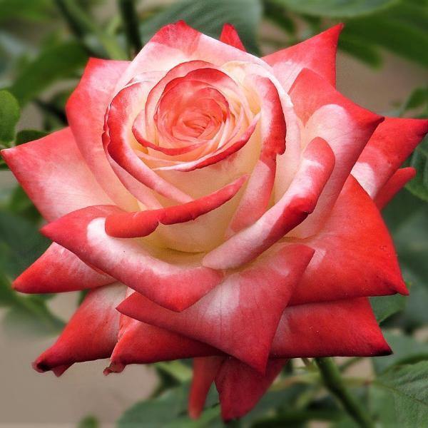 Imperatrice Farah Trandafir Teahibrid butași trandafiri de grădină