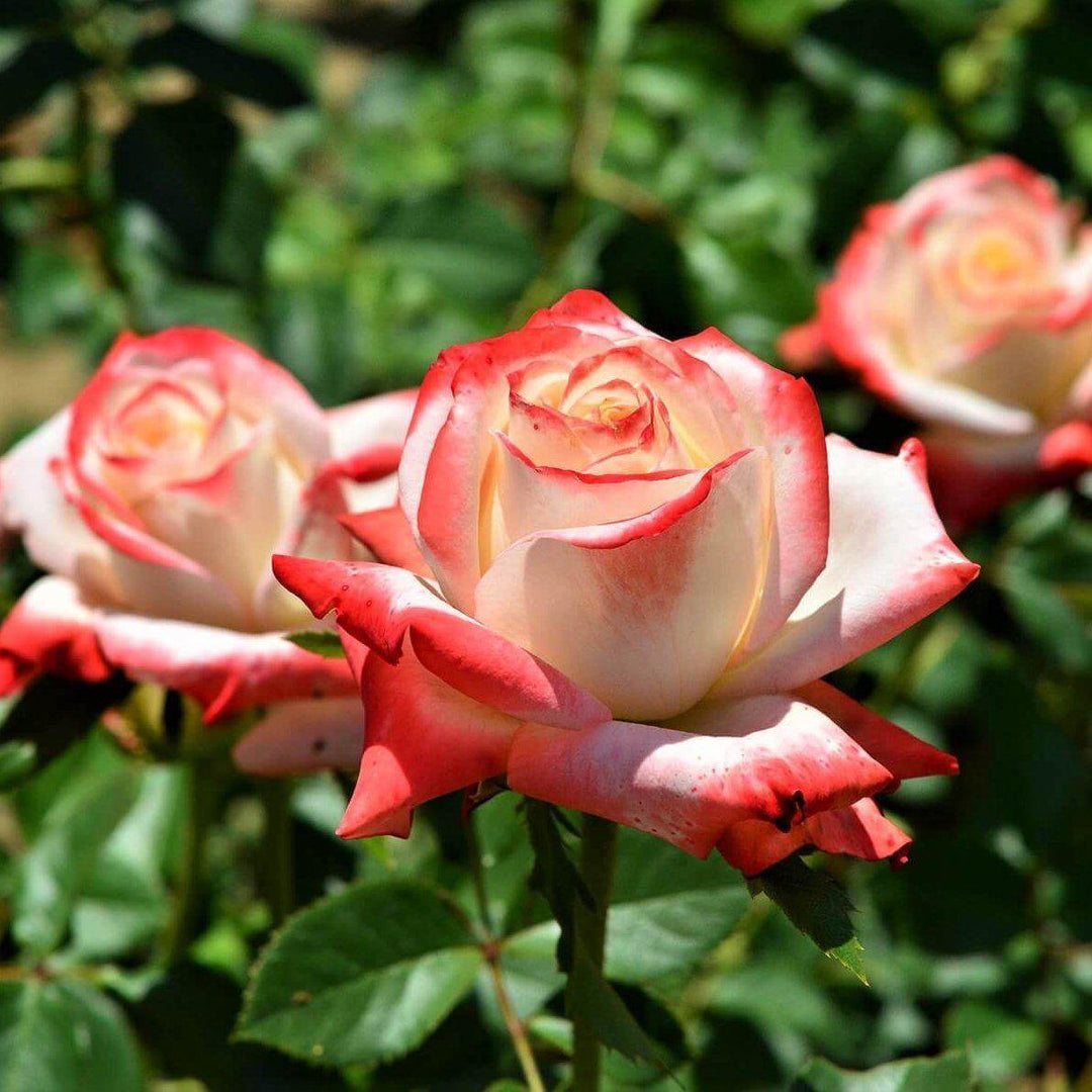 Imperatrice Farah Trandafir Teahibrid butași trandafiri de grădină