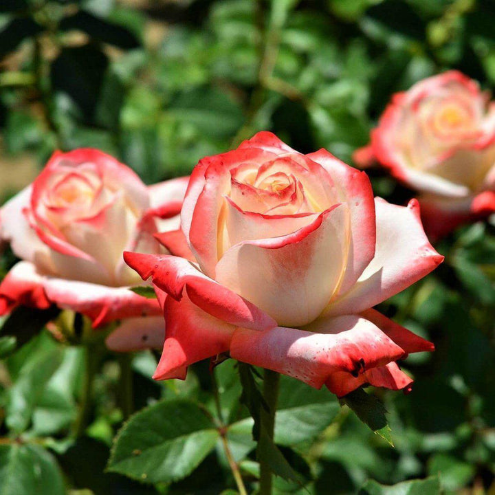 Imperatrice Farah Trandafir Teahibrid butași trandafiri de grădină