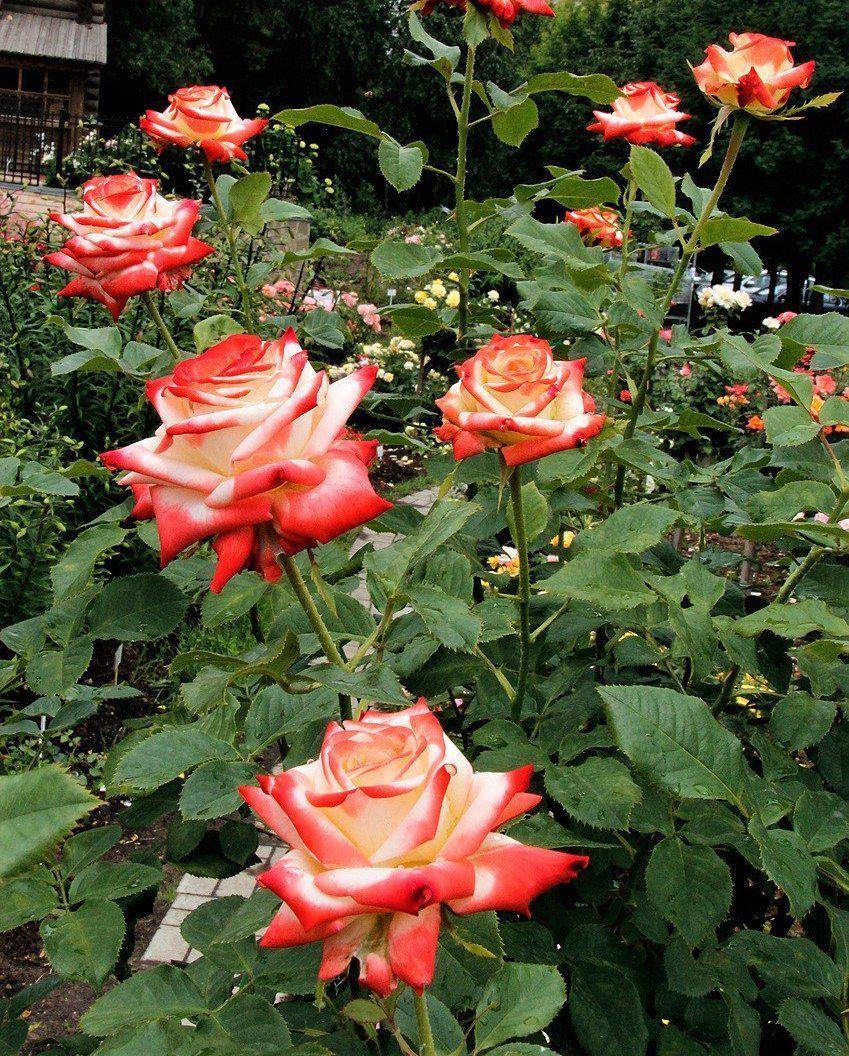 Imperatrice Farah Trandafir Teahibrid butași trandafiri de grădină