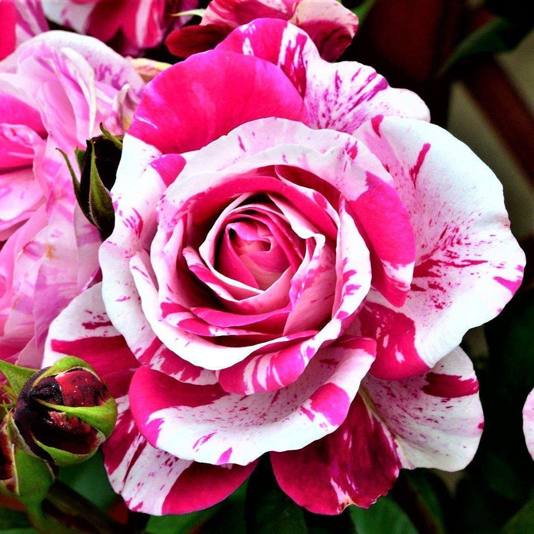 Ines Sastre Trandafir Cățărător Urcător butași trandafiri de grădină