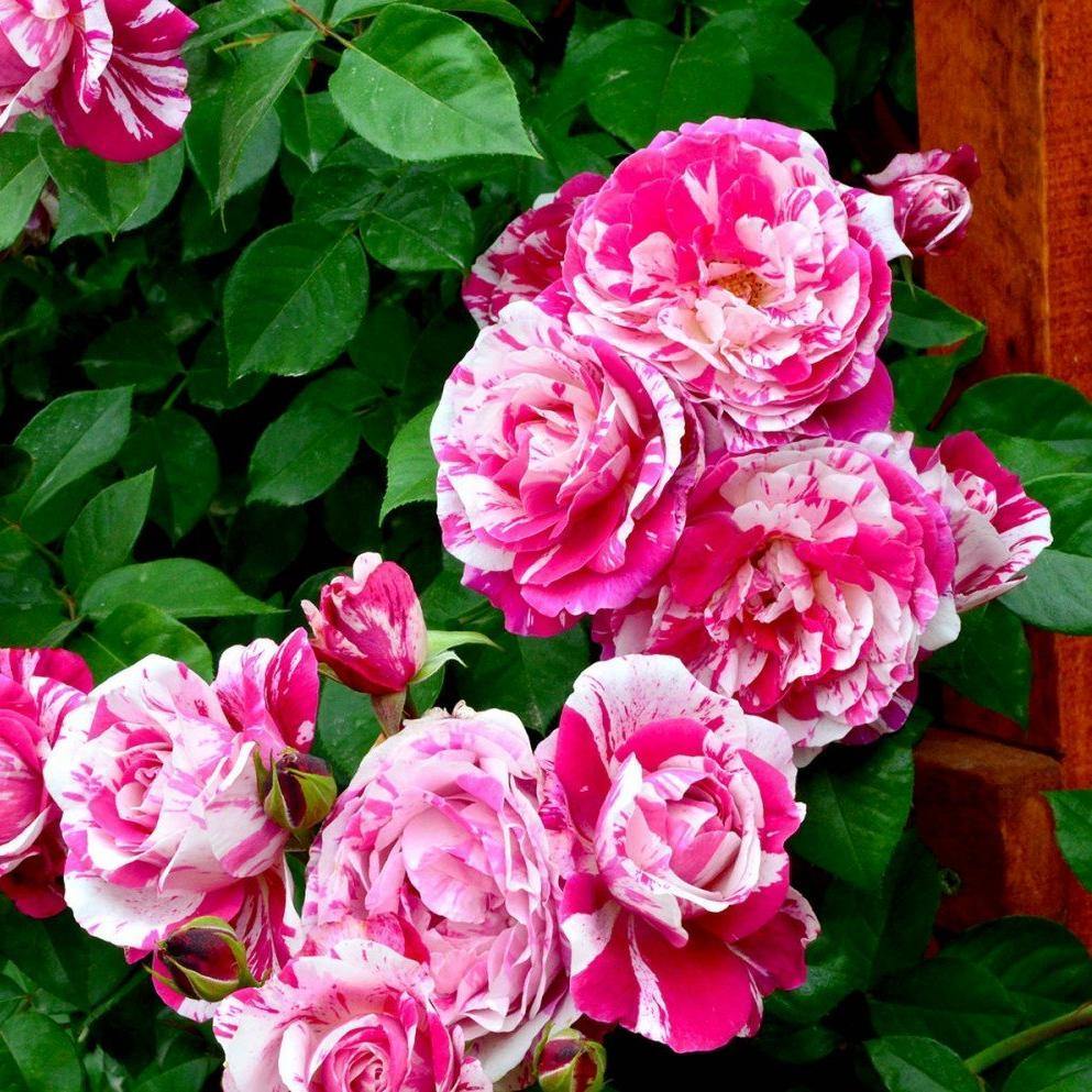 Ines Sastre Trandafir Cățărător Urcător butași trandafiri de grădină