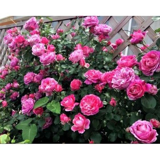 Ines Sastre Trandafir Cățărător Urcător butași trandafiri de grădină